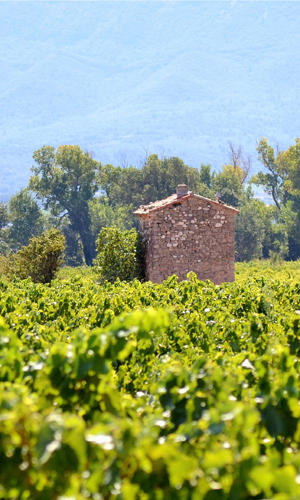 Vignoble Sainte Victoire